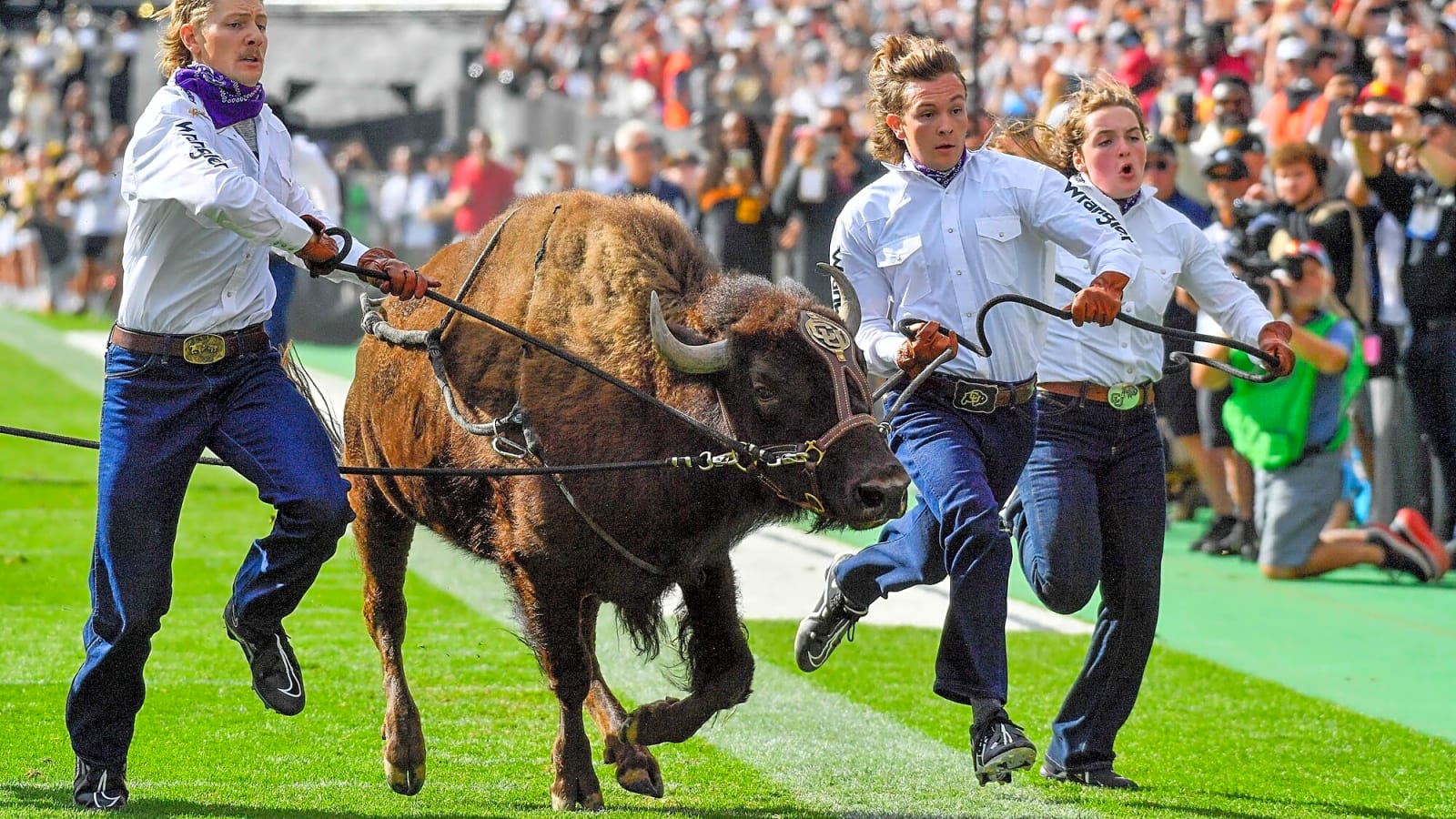 Everything You Need to Know About Ralphie VII, the New Colorado Buffaloes Mascot