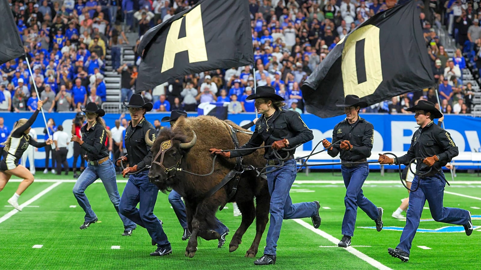 Important Scoop Drops About Colorado’s New Buffalo, Ralphie VII