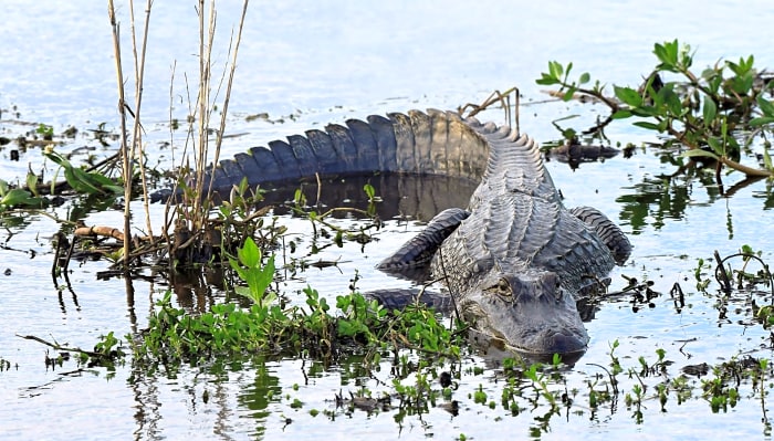 Alligators in Big Apple sewers