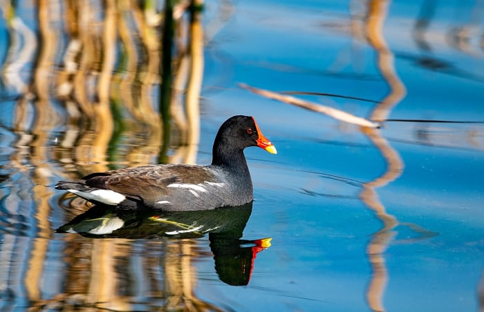 Moorhen