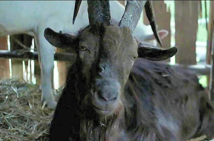 'The Witch'