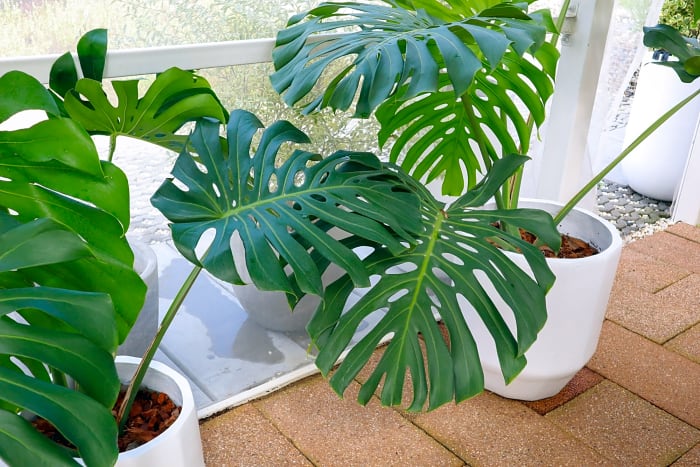 Monstera Deliciosa
