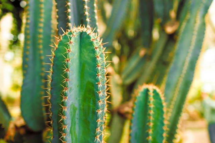 Cacti