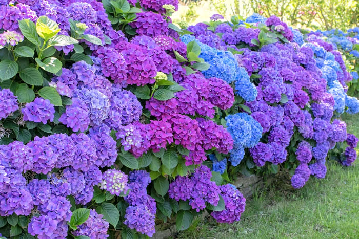 Hydrangea