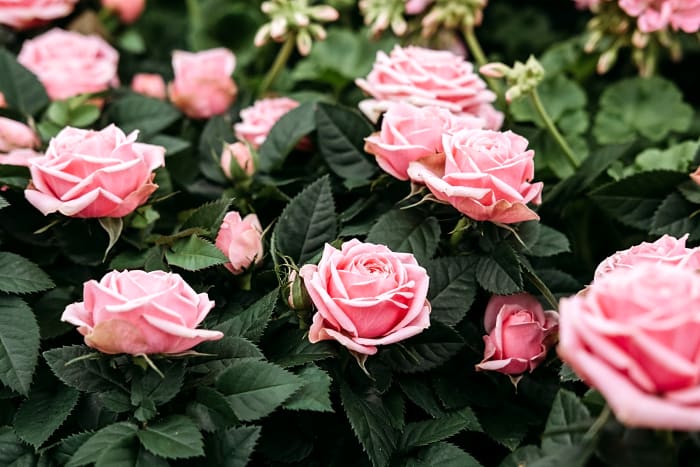 Roses