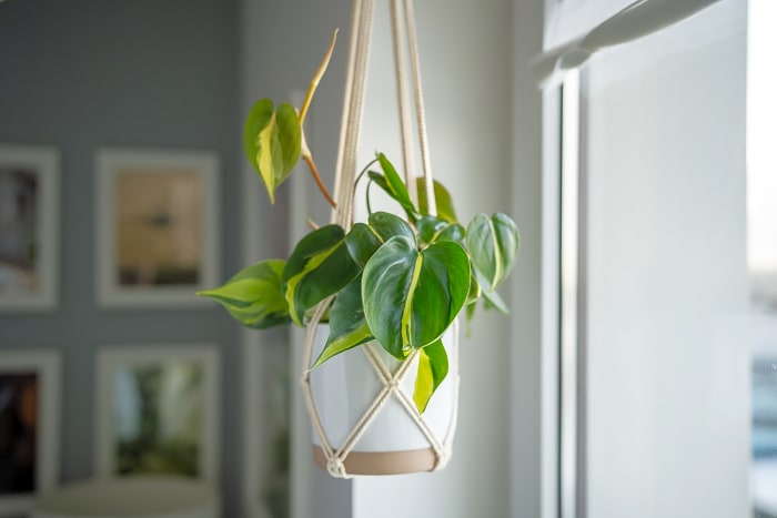 Philodendron