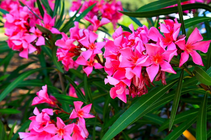 Oleanders