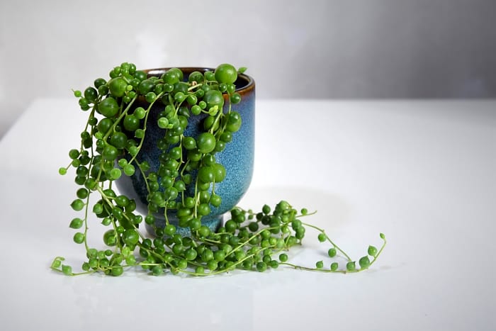 String-of-pearls