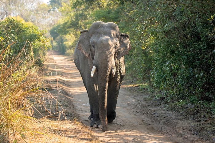 Several species of elephant