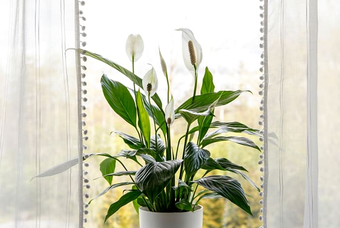 Peace lily