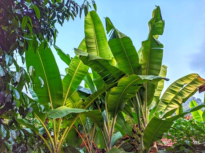 Banana trees