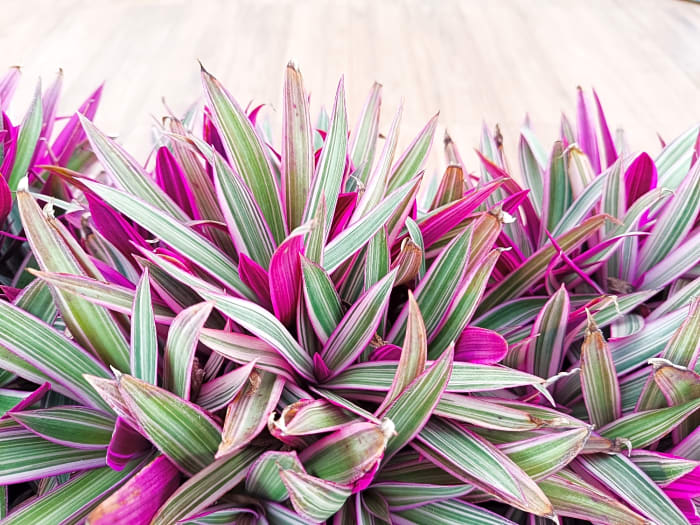 Oyster tricolor plant