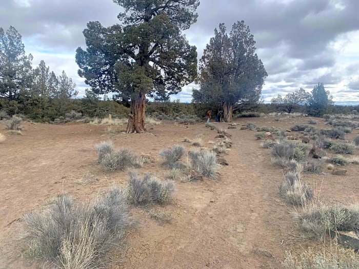 Sagebrushes