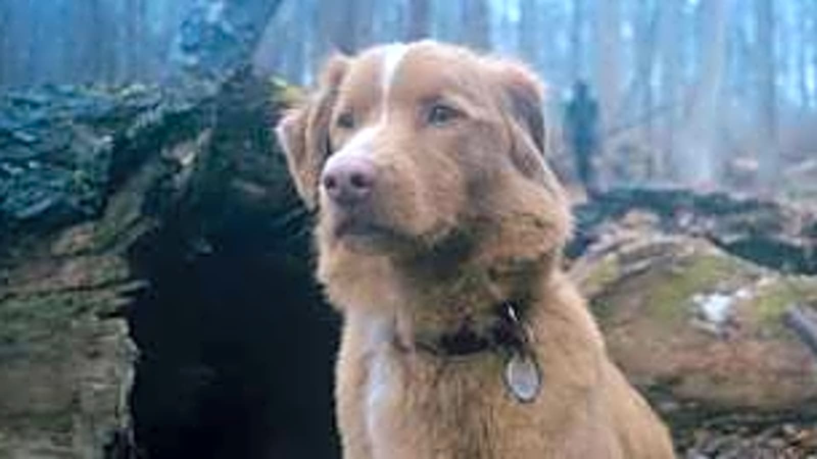GOOD BOY Trailer: A Supernatural Story From a Dog’s POV