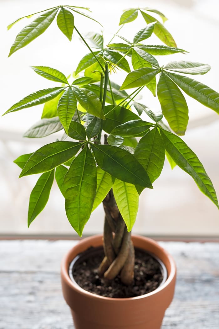 Money tree