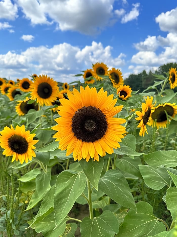 Sunflowers