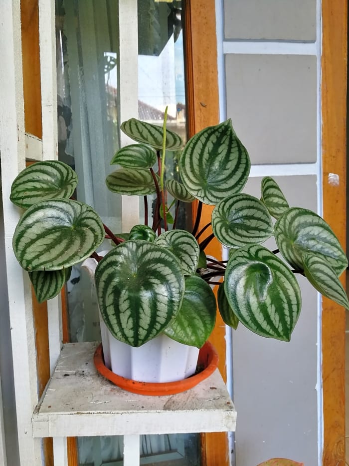 Watermelon peperomia