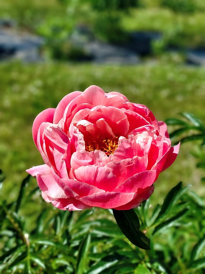 Peony