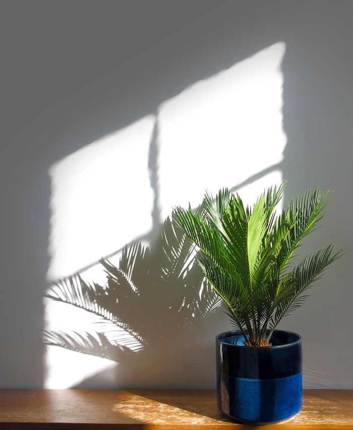 Japanese sago palm tree