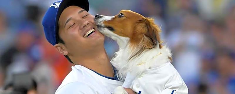 Shohei Ohtani's dog Receives Award for 2025 Season