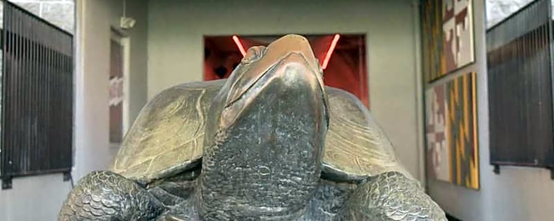 Maryland Lacrosse: Men Lose No. 1 Spot to Syracuse, Women Take Care of Virginia in Home Opener