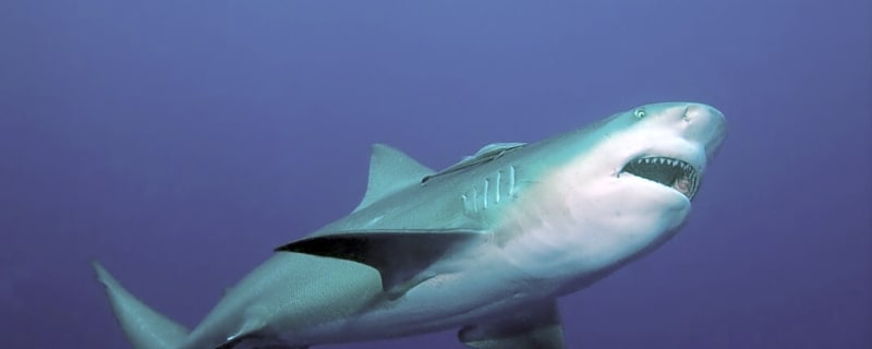 Shark Rampage Continues in Australia: Fourth Surfer Attacked in 48 Hours