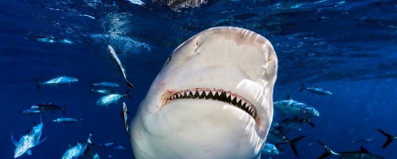 Shark Attacks Tourists in Australia, Woman Killed (Video)