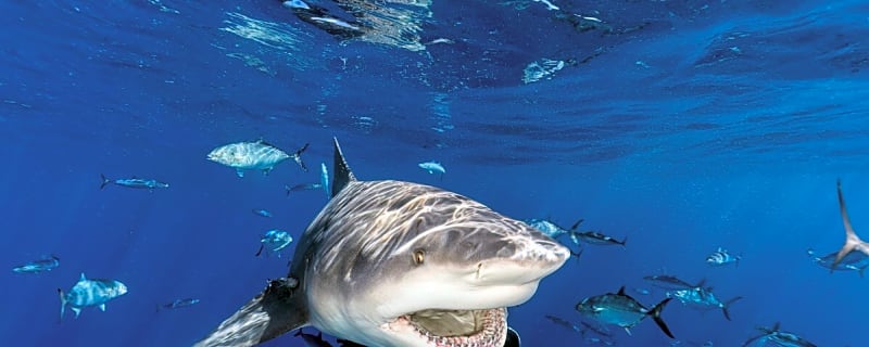 ‘More Sharks Than Ever Before’: Australian Surfers React to Recent Attacks