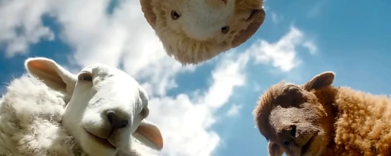 Animals try to solve Hugh Jackman's murder in 'The Sheep Detectives' trailer