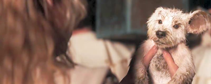 Kara meets Krypto in 'Supergirl' Super Bowl trailer