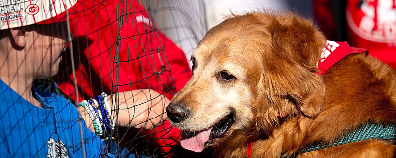 Phillies’ Service Pup Tugger falls asleep during debut