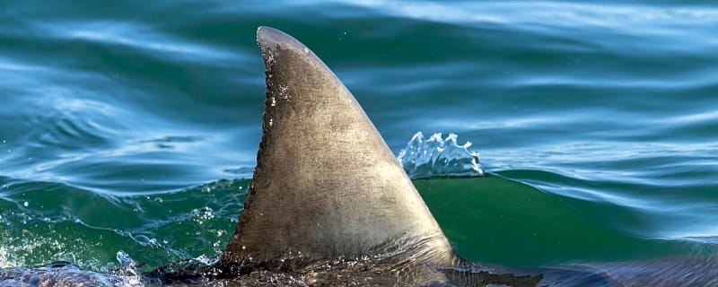 ‘Human Body in Its Mouth’: Shark Attack Victim Still Missing in CA