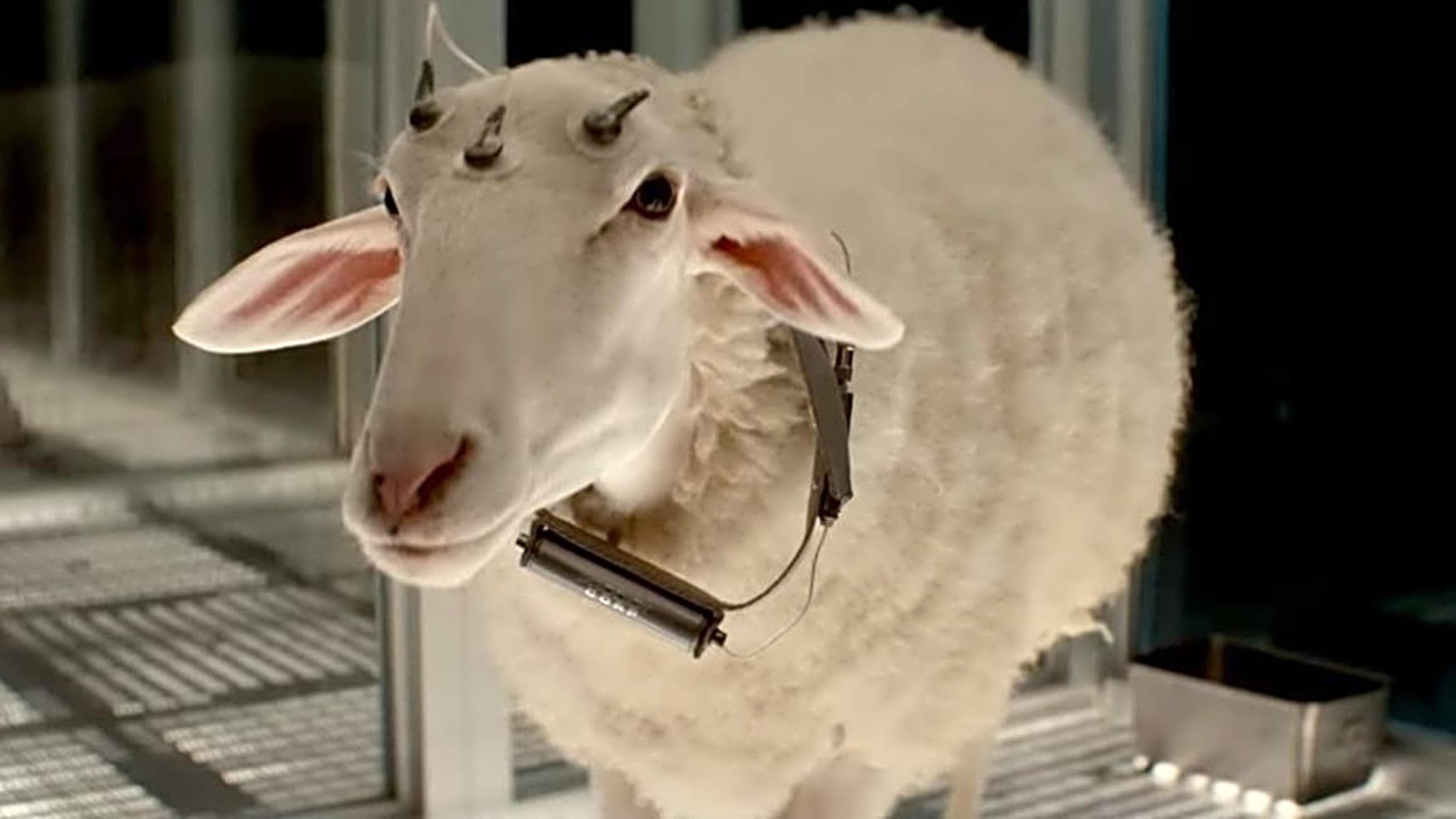 ALIEN: EARTH Introduces Its Most Terrifying Creature, and It's a