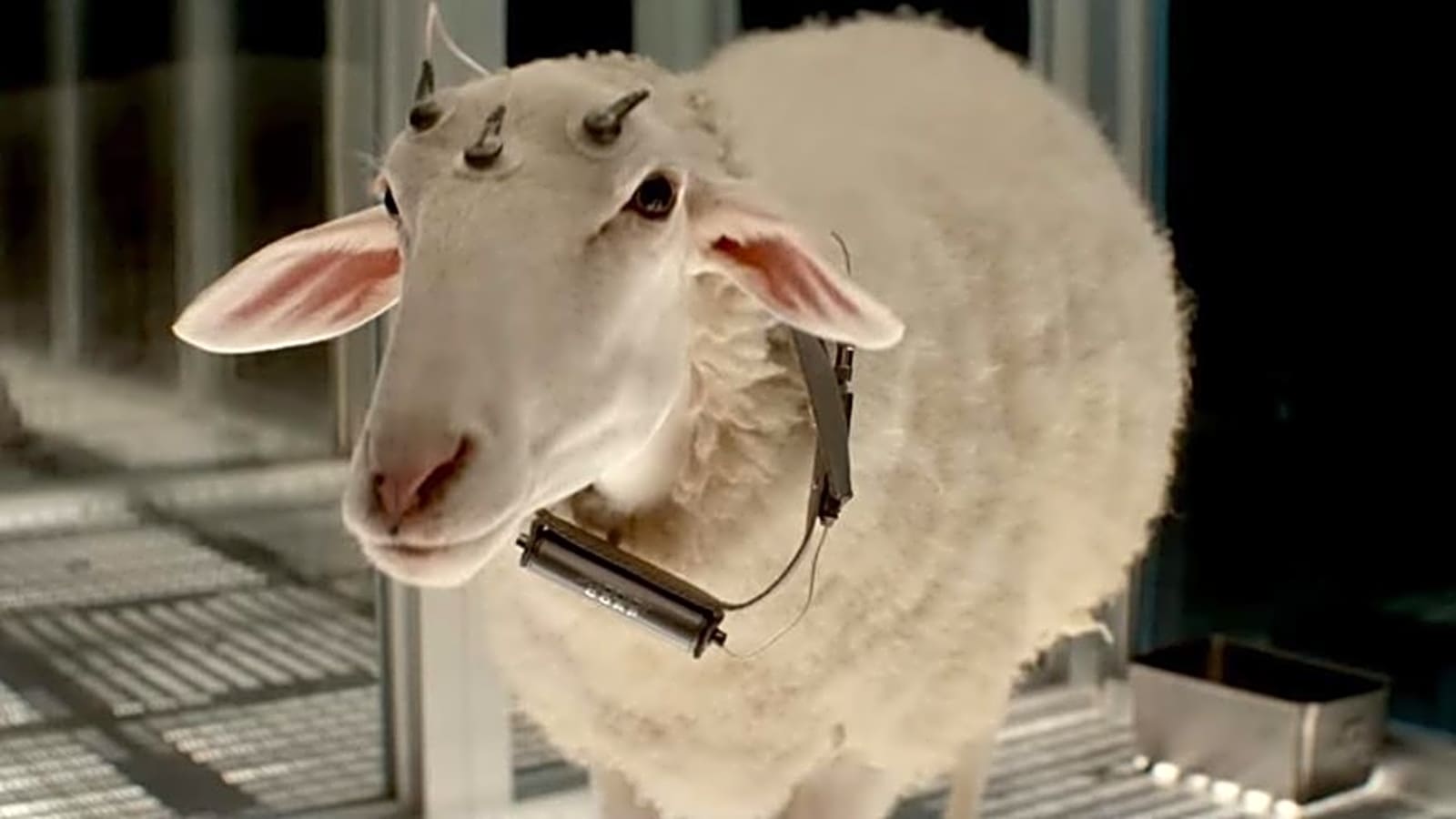 ALIEN: EARTH Introduces Its Most Terrifying Creature, and It’s a Sheep