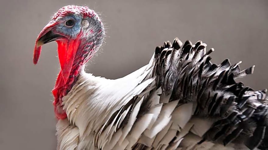 Commanders rookie reveals the team&#39;s hilarious &#39;Thanksgiving Menu&#39;