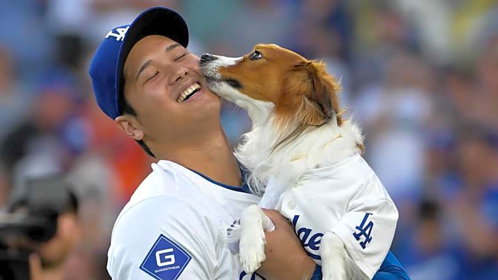 Shohei Ohtani's dog Receives Award for 2025 Season