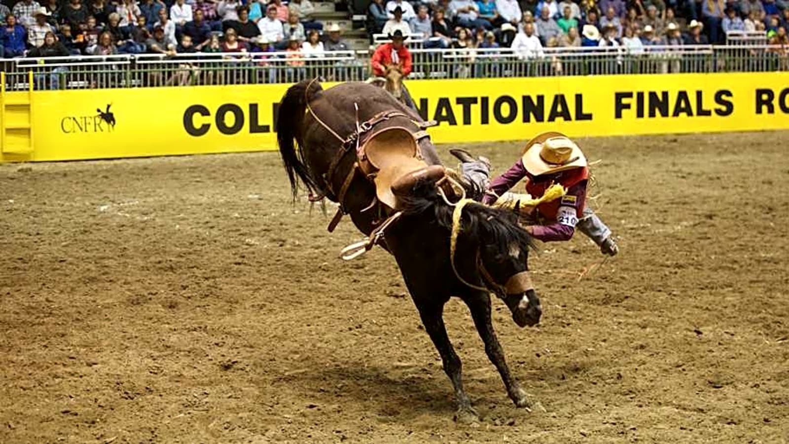 College National Finals Rodeo Results: 2025 Champions