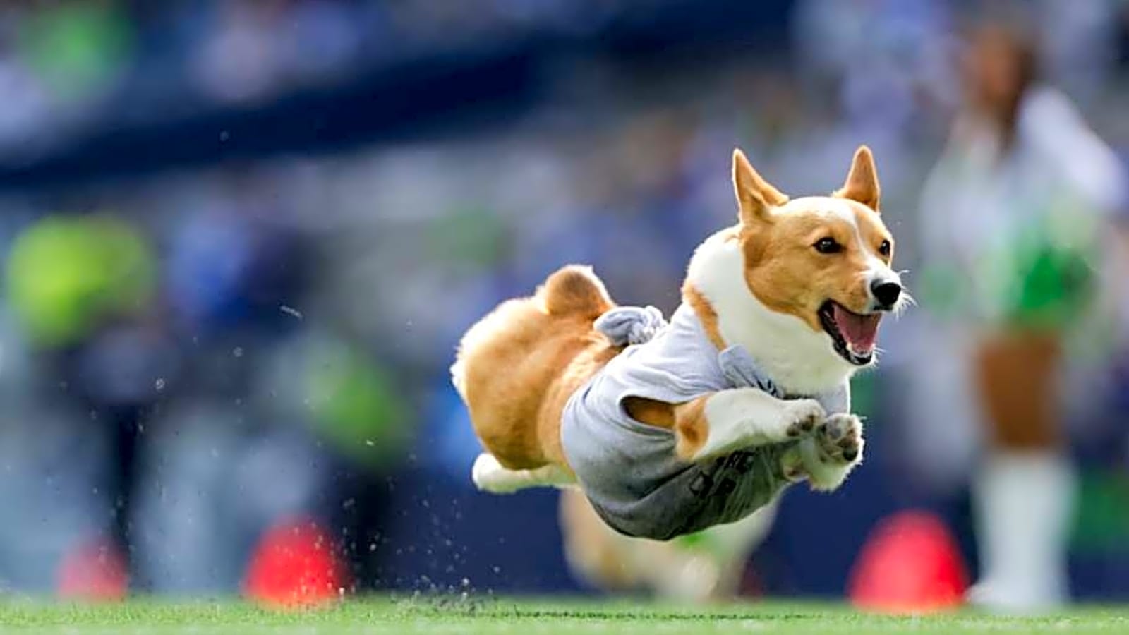 NFL analyst gives Seahawks perfect grade for lopsided victory over Saints