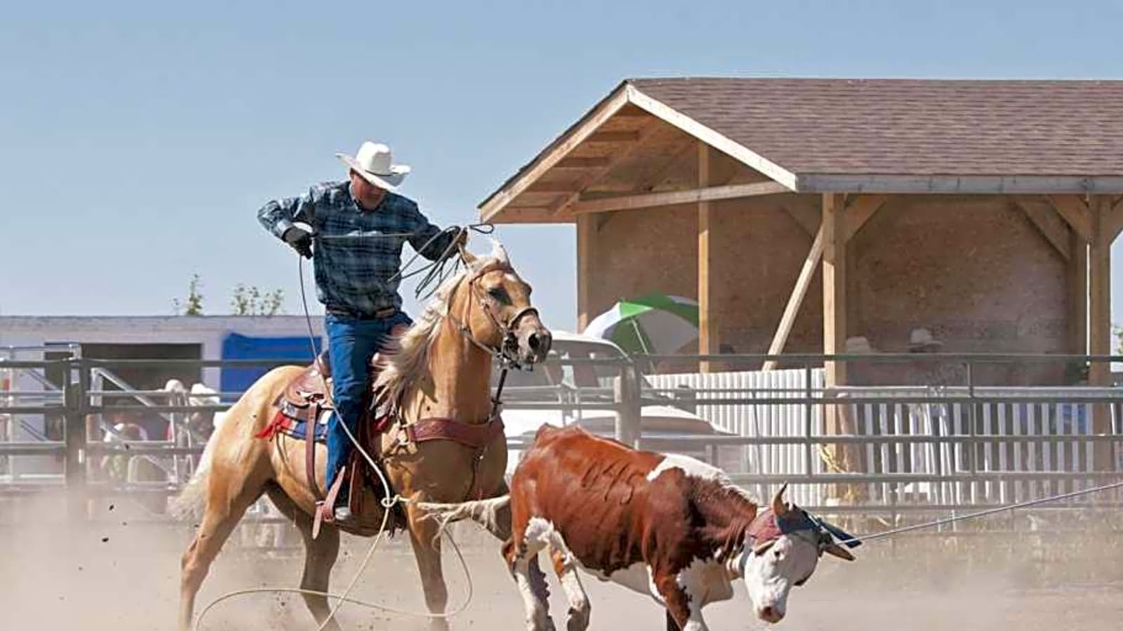 Steer Roping Veteran Cole Patterson Tops Standings With $25K Lead