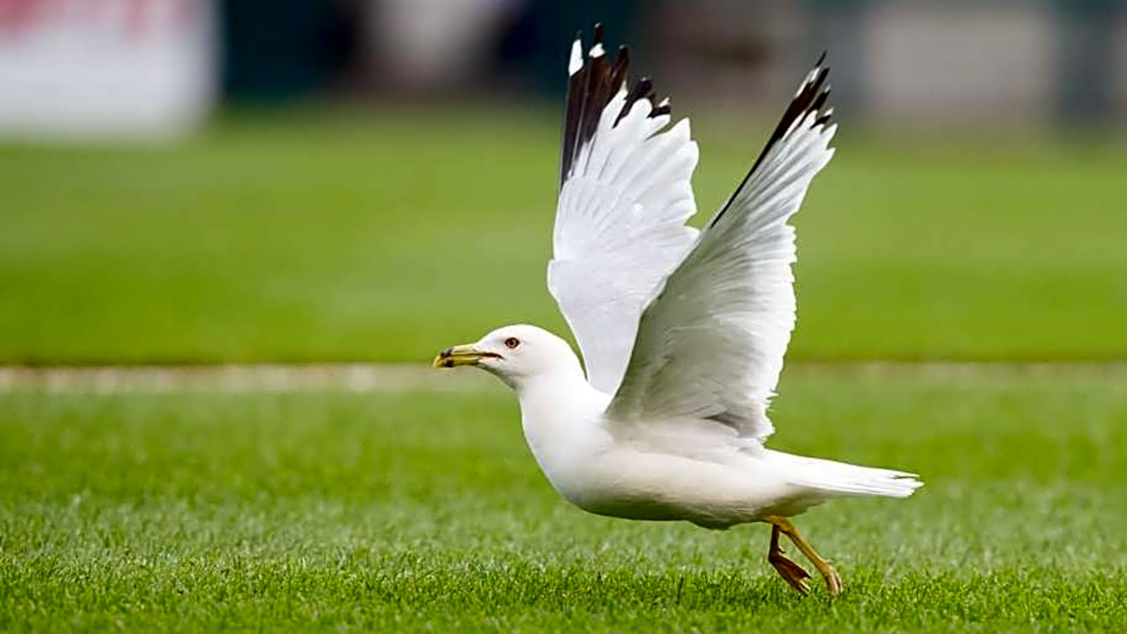 Seagull Goes Viral for Stealing a Hot Dog at Chicago Cubs Game on Sunday