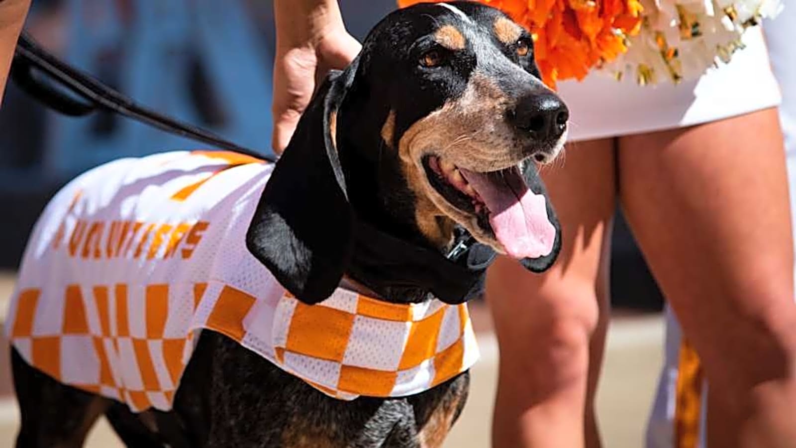 Beloved Tennessee Mascot Smokey X Diagnosed With Cancer