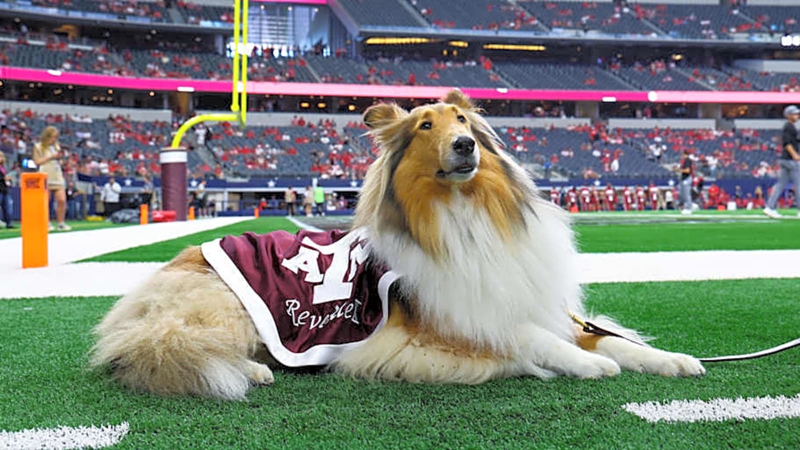Texas A&M President Releases Medical Statement on Mascot Reveille X