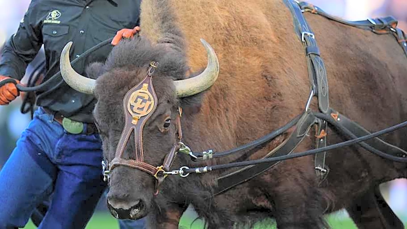 Best College Football Traditions Ranked: Colorado Buffaloes&#39; Ralphie&#39;s Run Underrated?