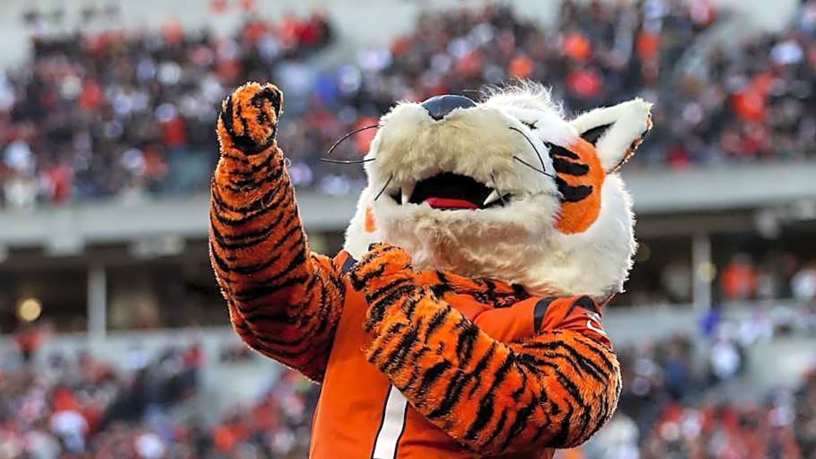 Bengals Announce Global Markets Program in Canada