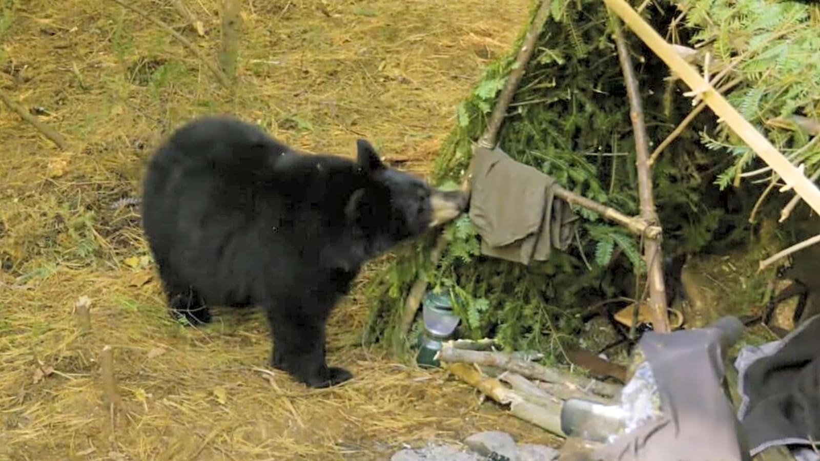 ‘Extracted’ Deleted Scene: RJ’s Camp Gets Raided by Bears (Video)