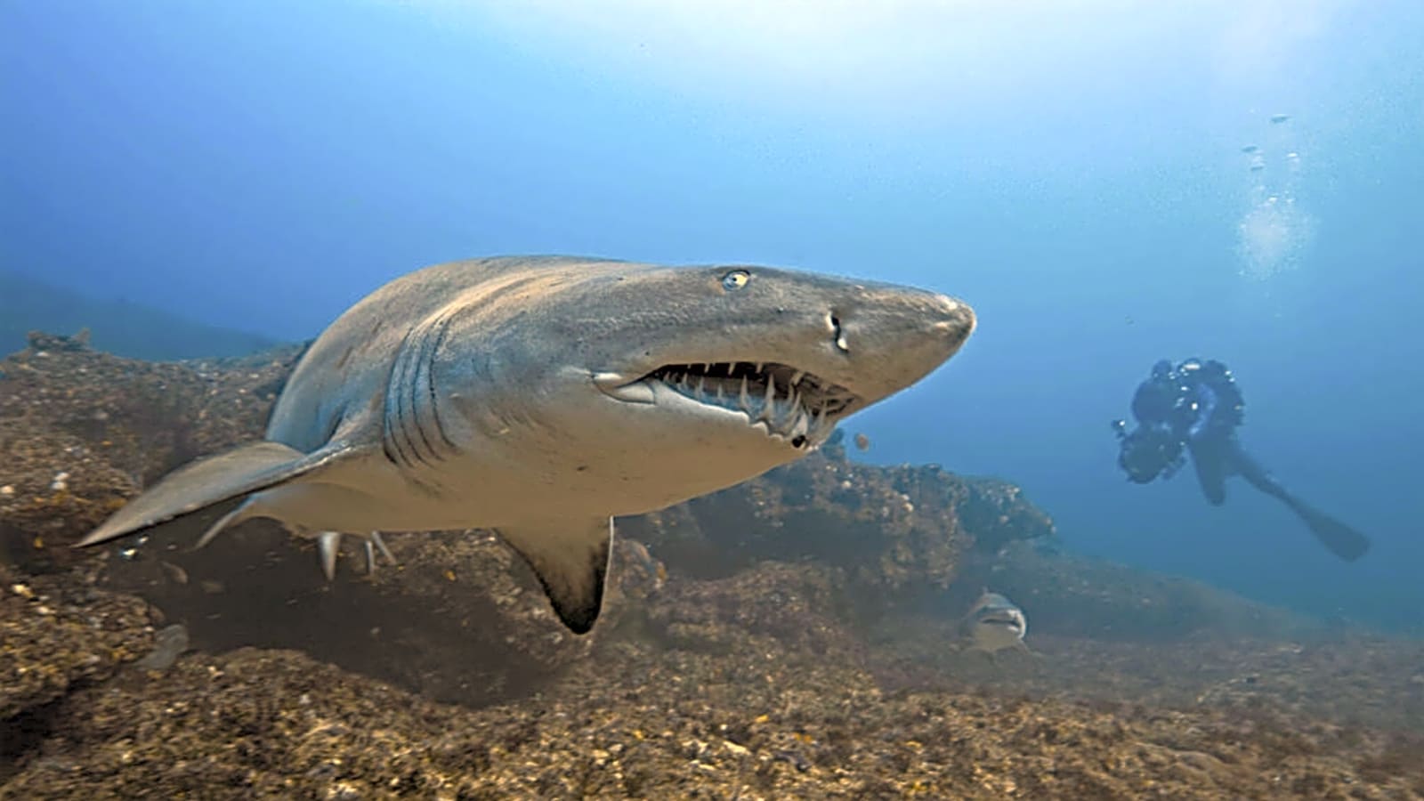 Why ‘Sharks Up Close’s Bertie Gregory Would Have a Problem With ‘Jaws’ Today