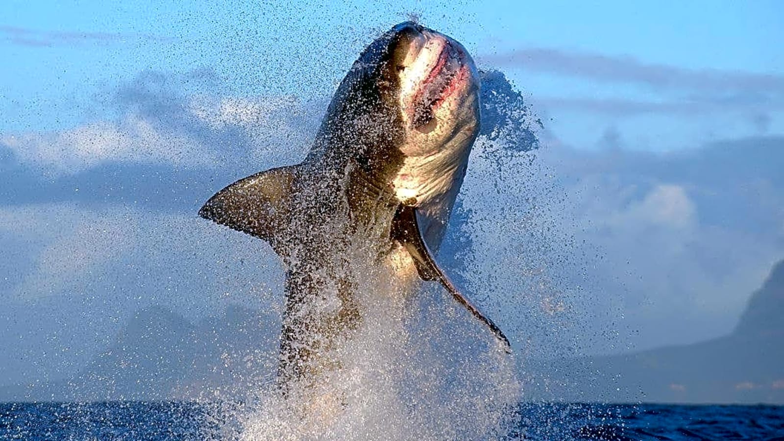 Why Are Great Whites Sharks Overheating?