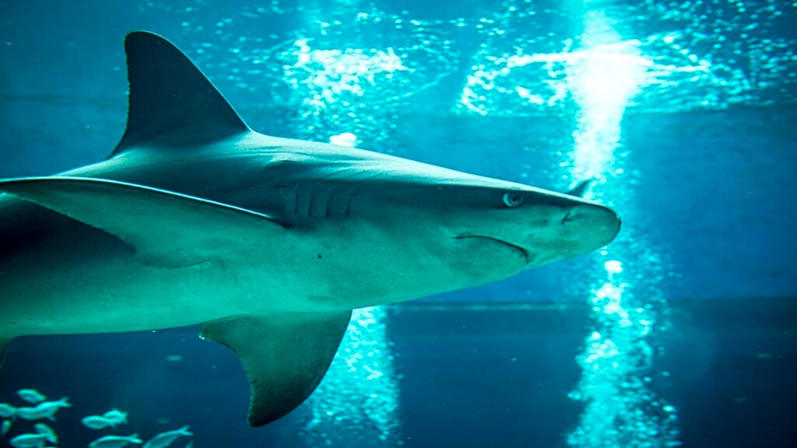 Gruesome Shark Attack Leaves Man’s Bones Exposed