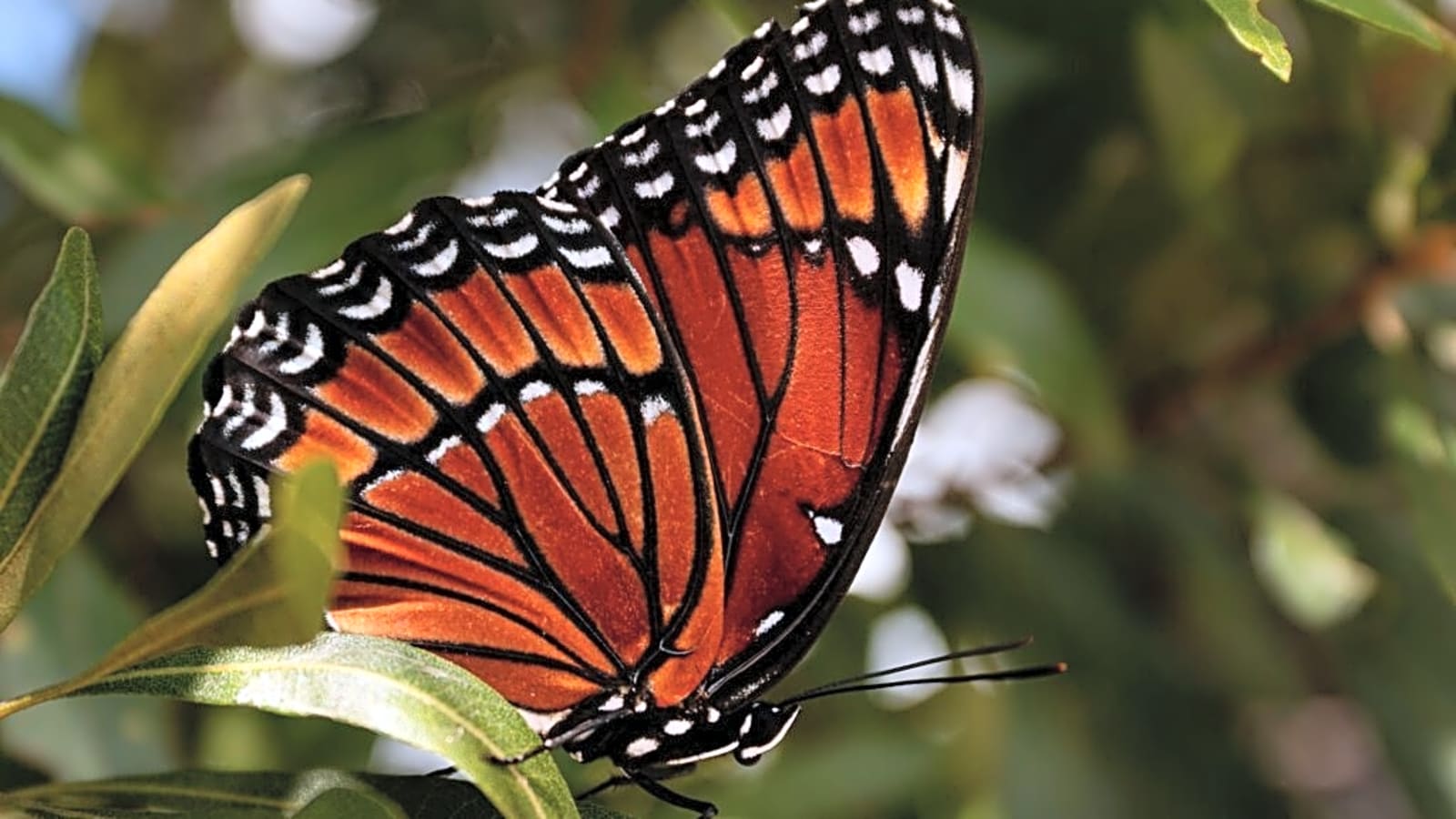 Billionaire Stirs Controversy for Endangering Butterflies