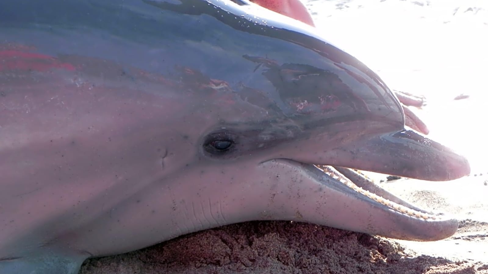 So Many Dead Dolphins, Lifeguards Take Mental Health Days